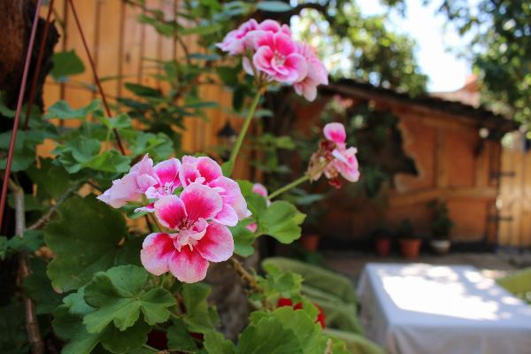 Hotel Kralev Dvor and Bansko — gallery photograph 13